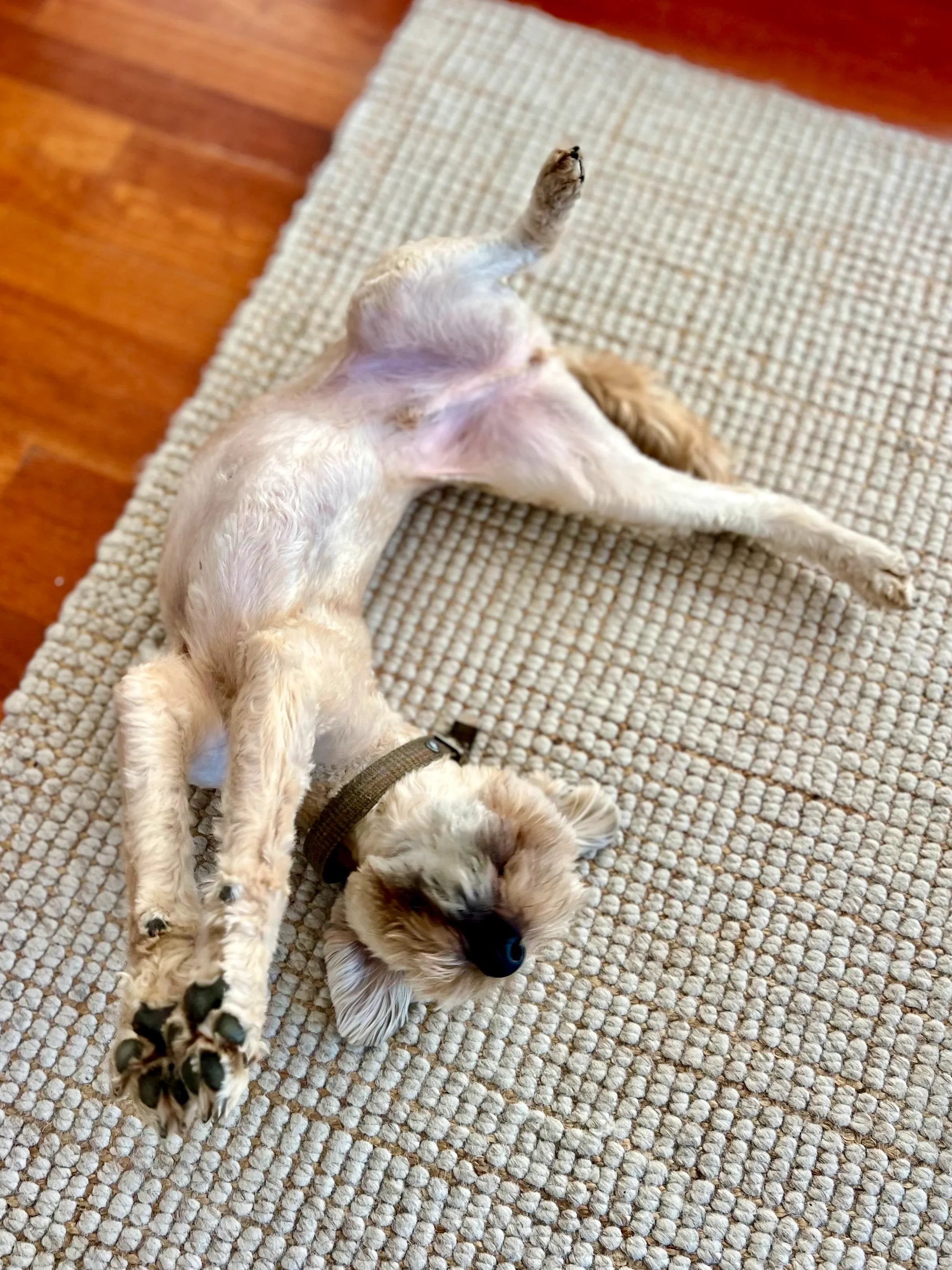 How Treating Builds Trust With Your Dog (and Makes Them Happier)