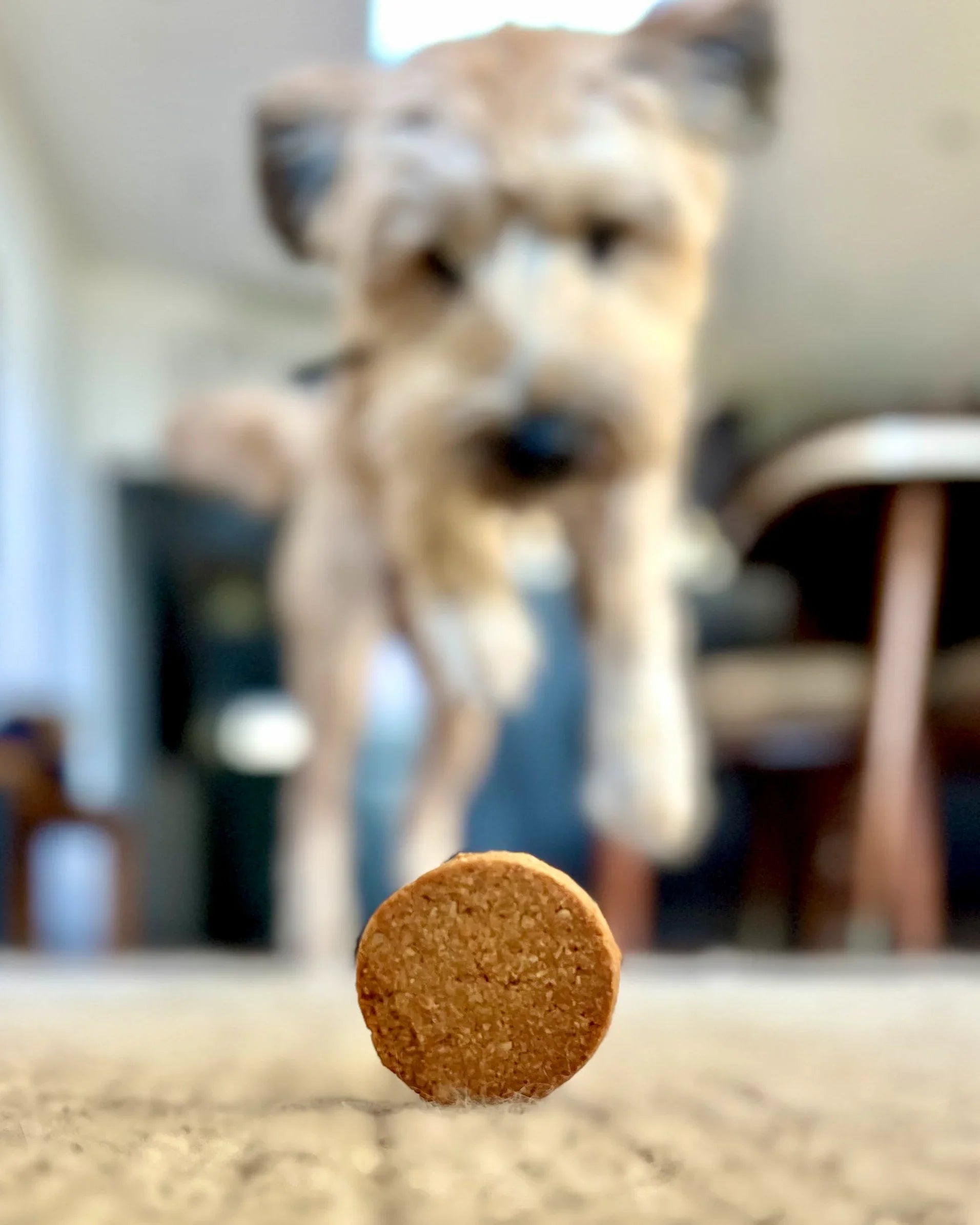 Grain-Free Dog Treats: Are They Better for Your Bestie?