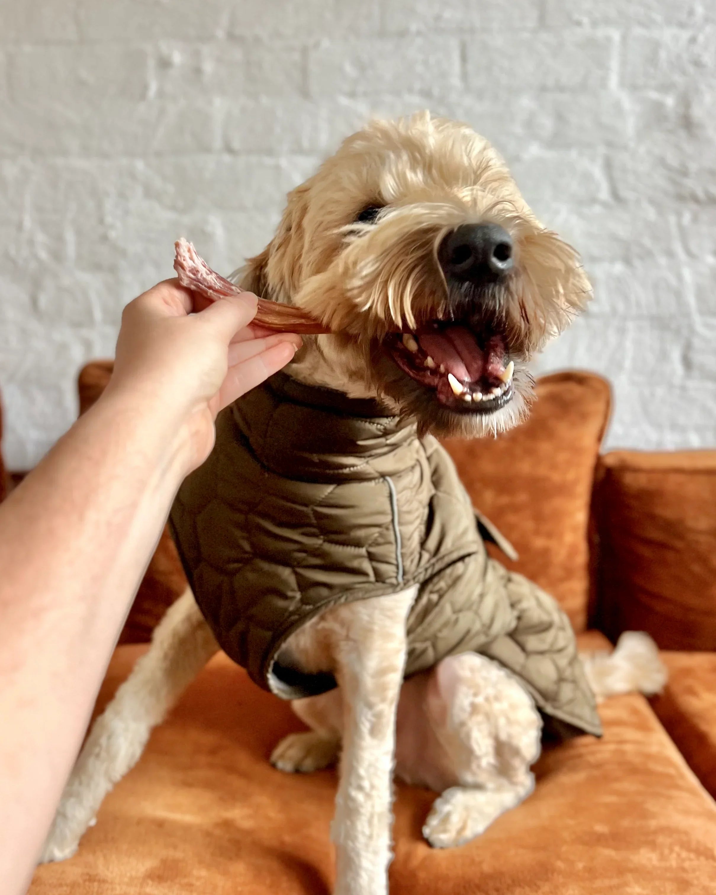 How Often Should You Give Your Dog Treats?