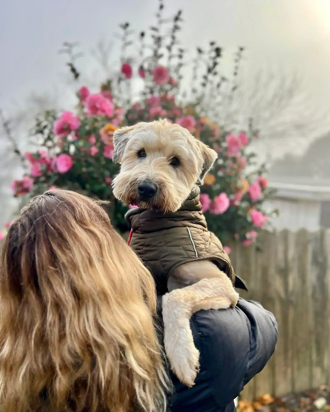 Bark Yeah natural calming dog treats for separation anxiety