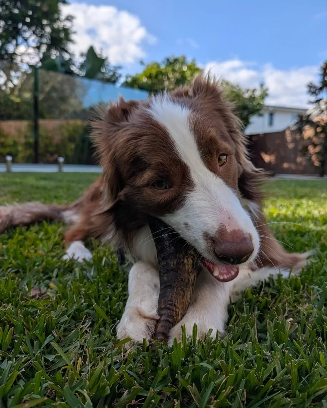 Australian dog chewing on a Bark Yeah natural goat horn