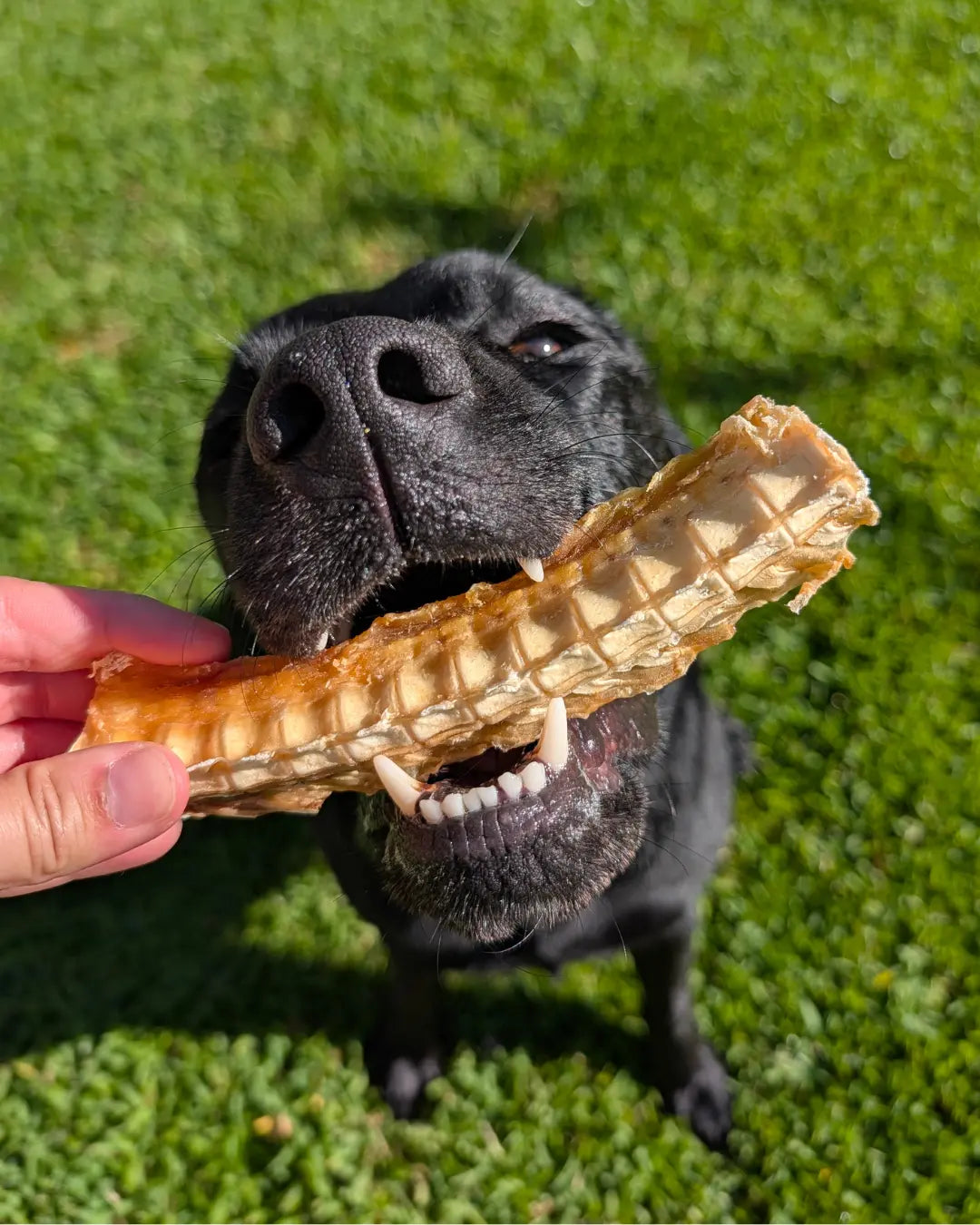 Dog chewing a natural Shark Cartilage dental chew