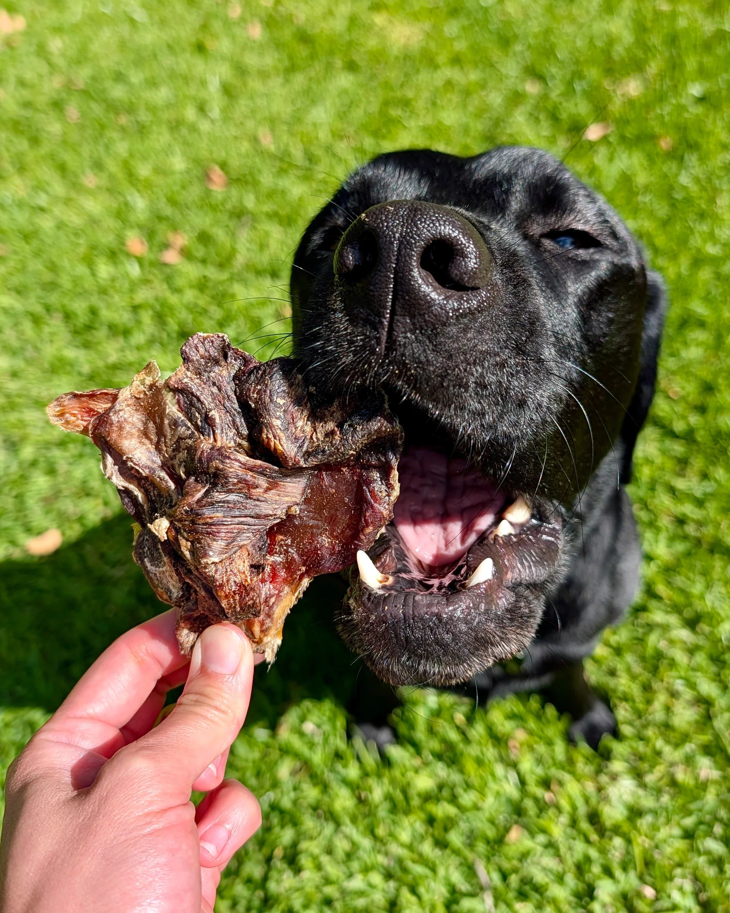High Protein Dog Treats