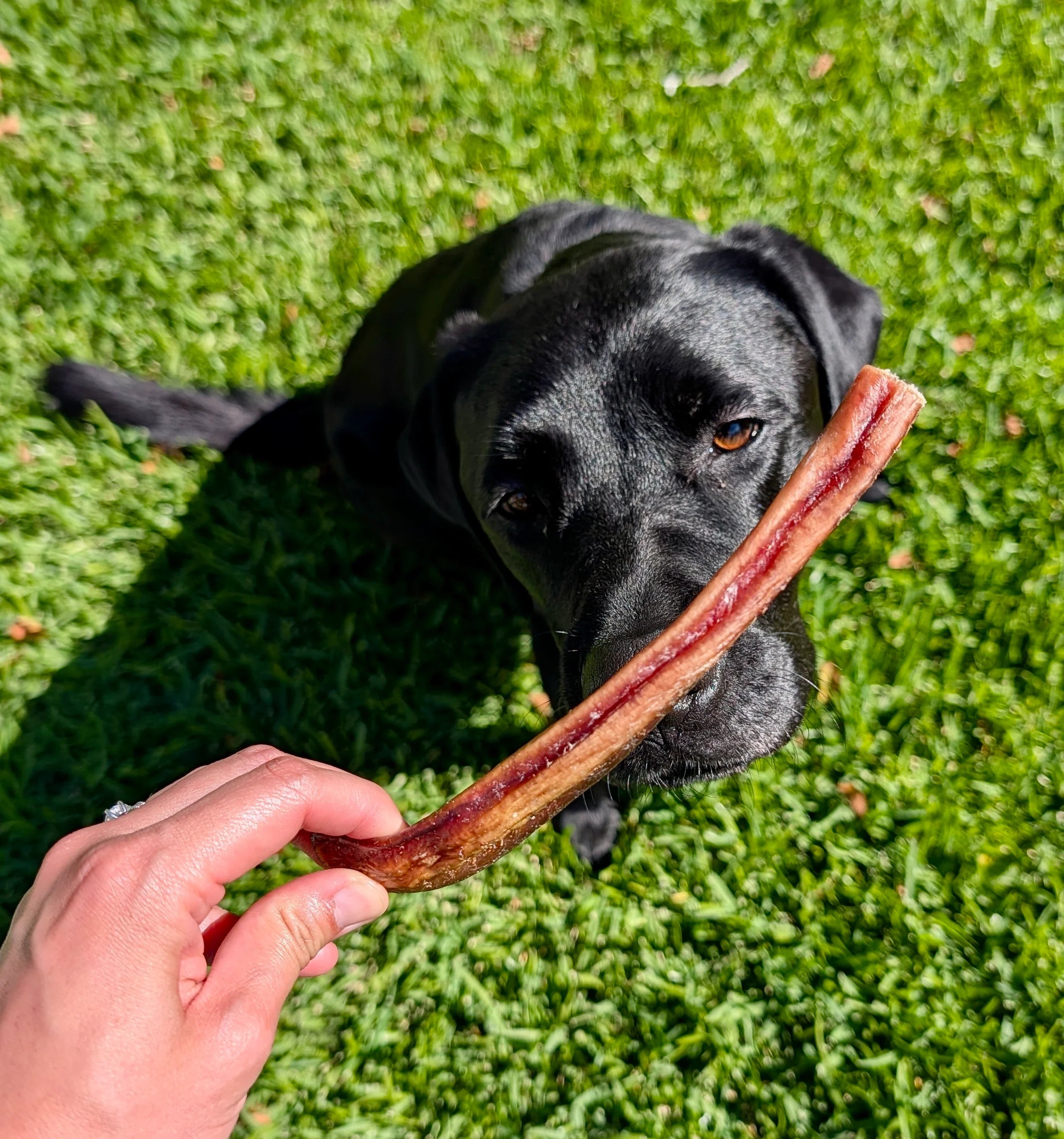 Dog Treats for Bored Dogs