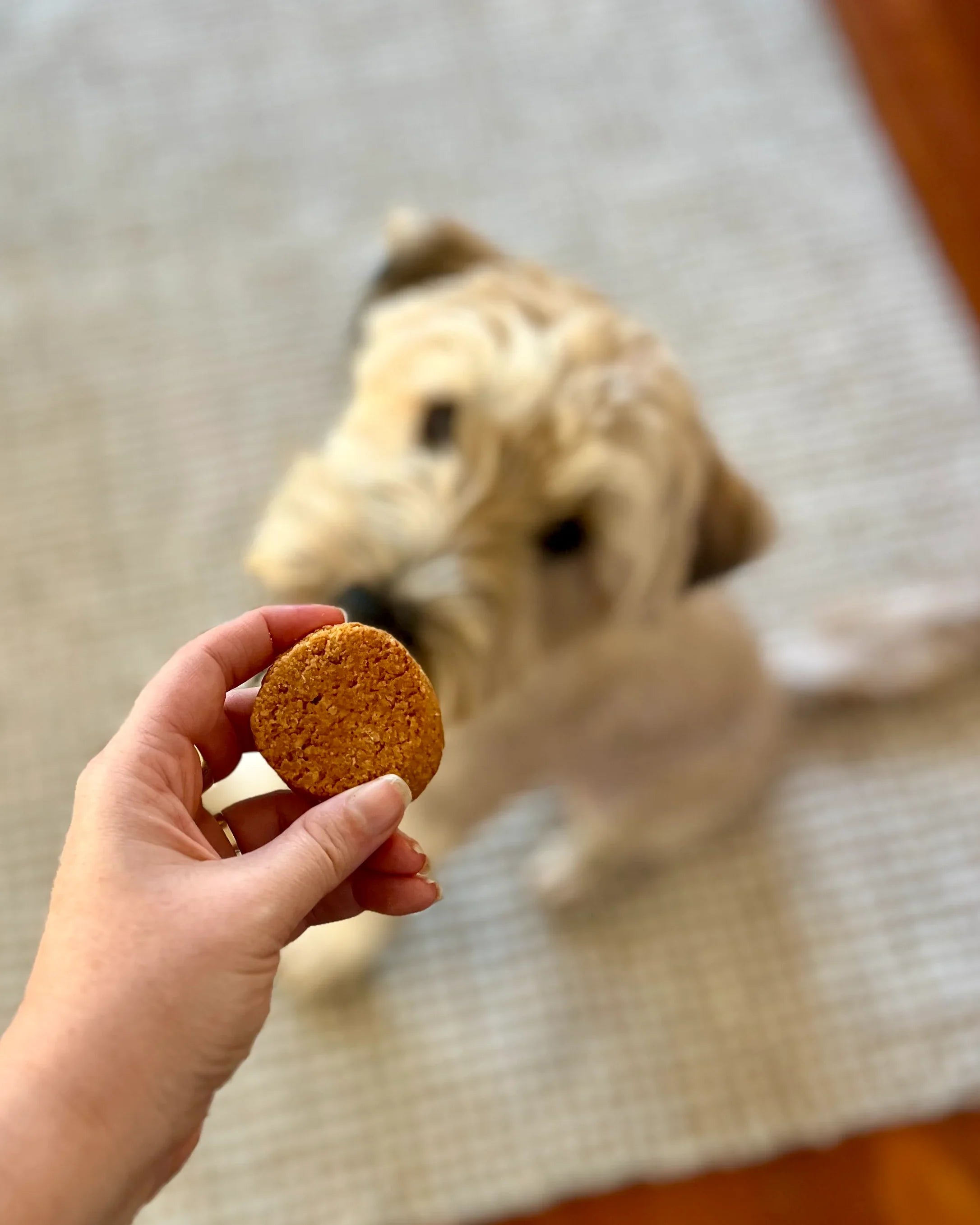 Calming Treats for Dogs