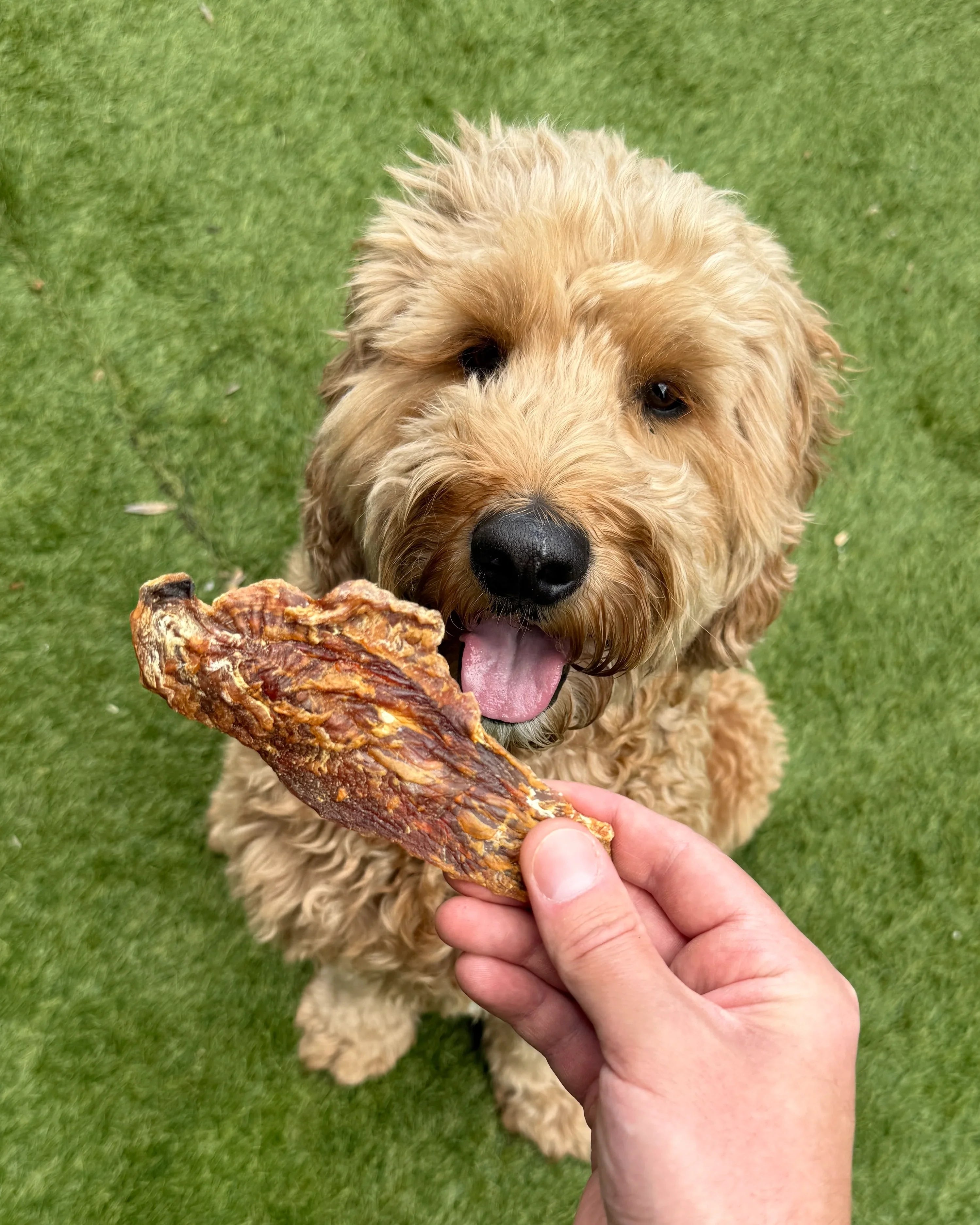 Senior Dog Treats
