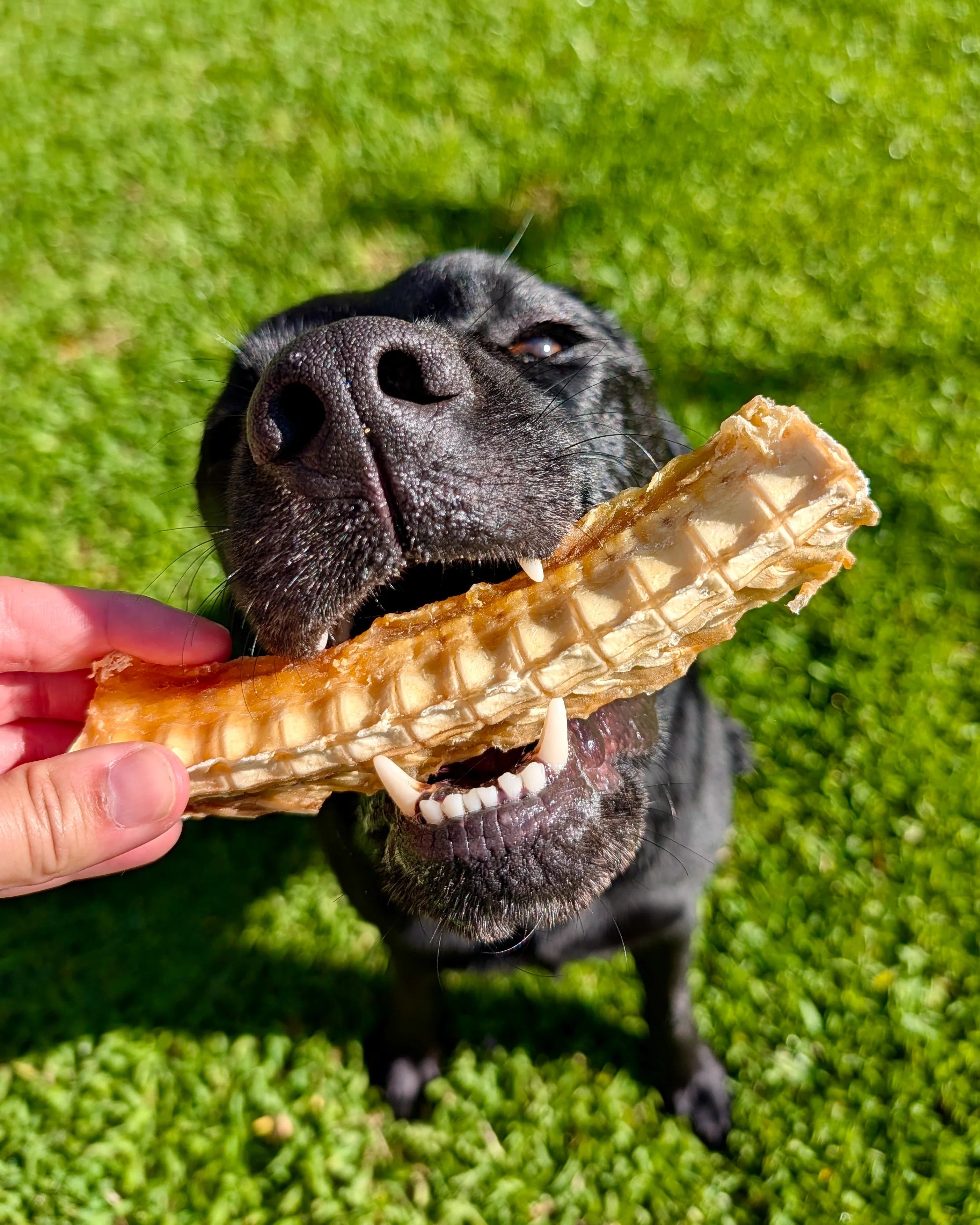 Long Lasting Dog Chews