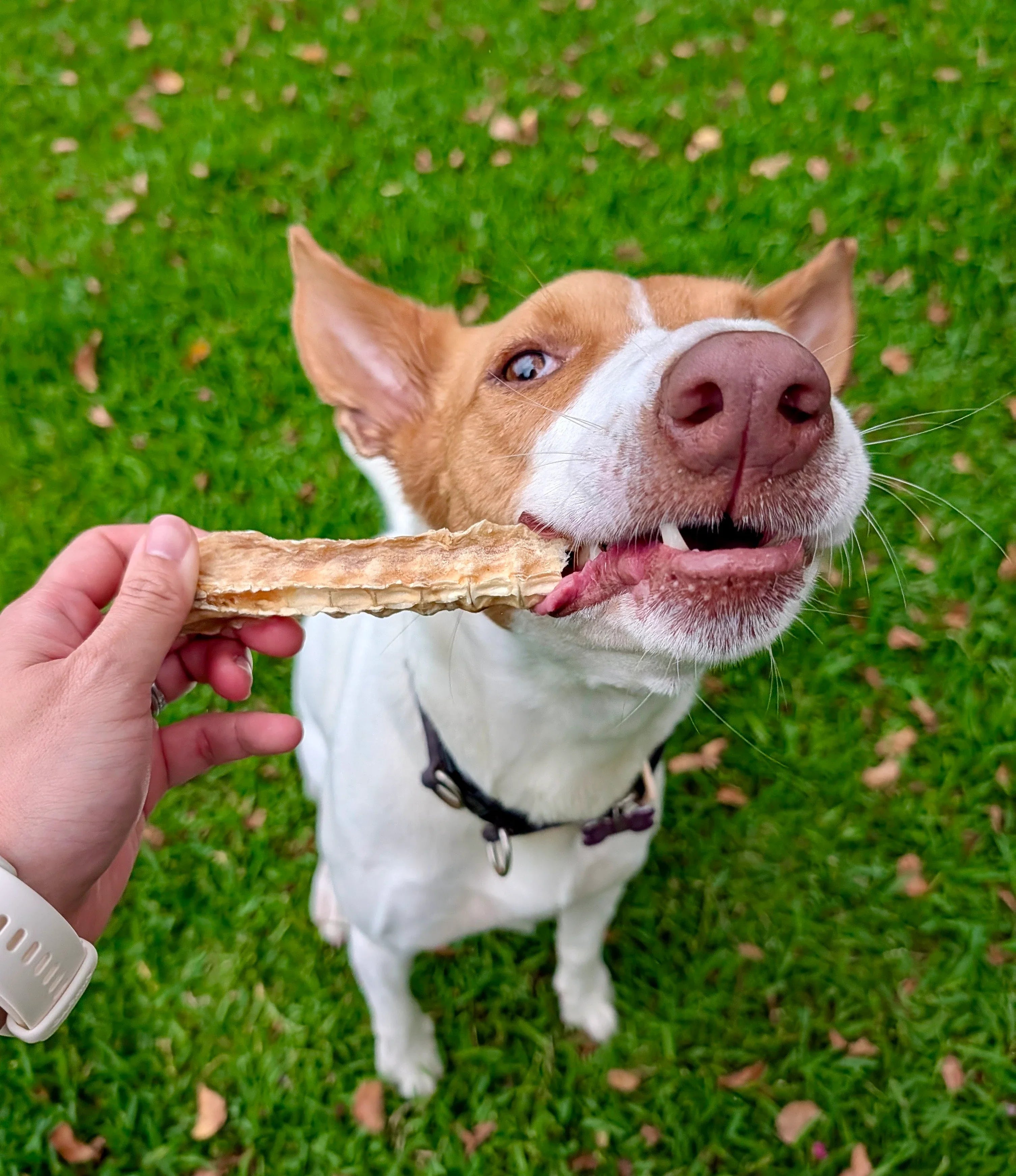 Single Ingredient Dog Treats