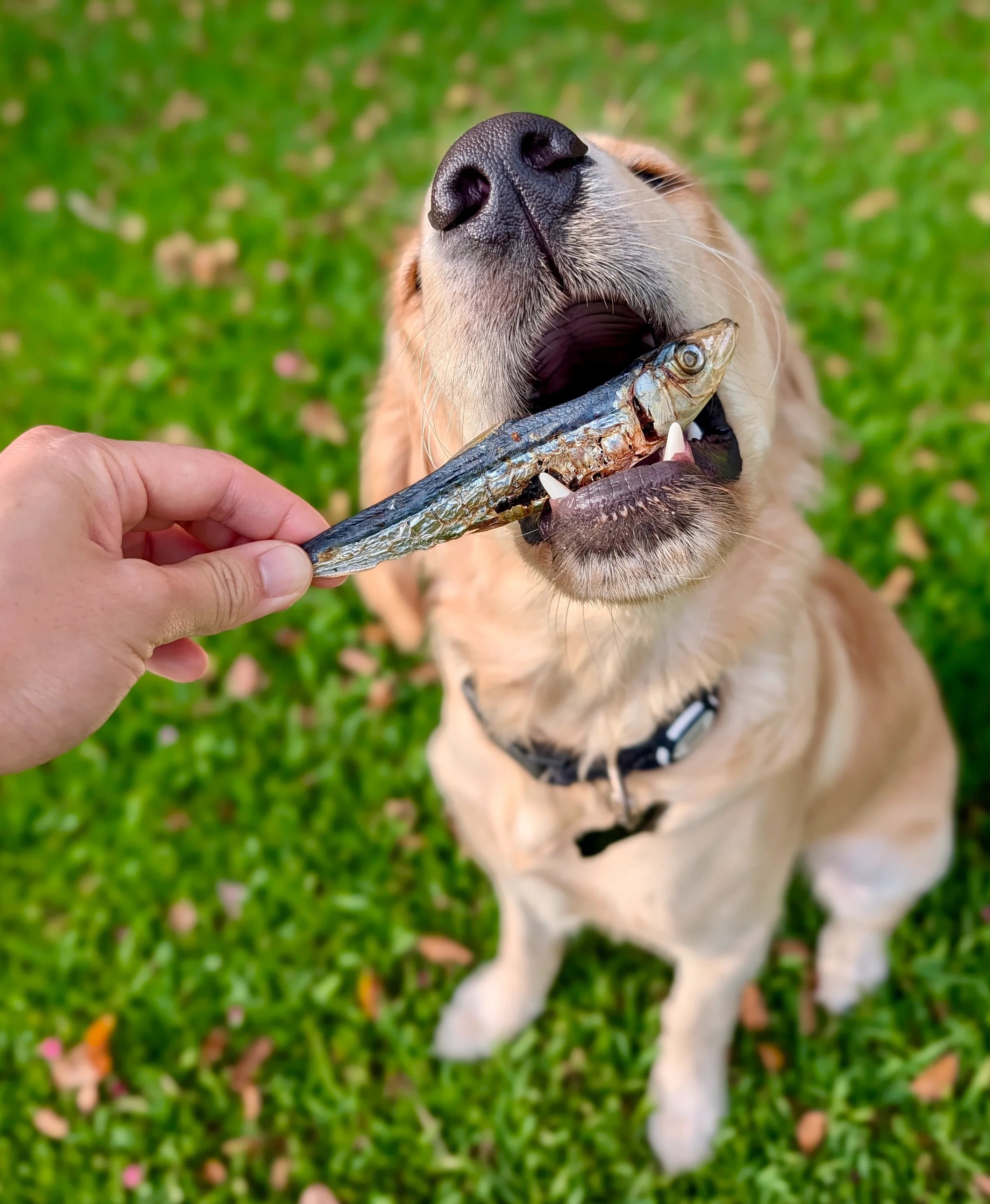 Small Breed Dog Treats
