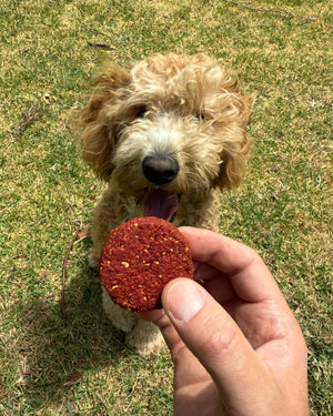 Natural Bark Yeah BetterBite Dog Treats being offered to a happy dog outdoors.