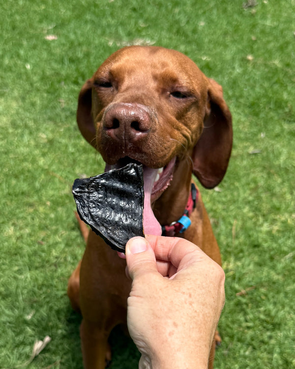 Dog enjoying natural beef liver dog treats outdoors with a happy expression.