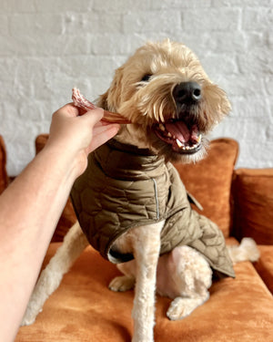 Happy dog enjoying natural bully stick dog chews while being held by owner in a cozy setting.