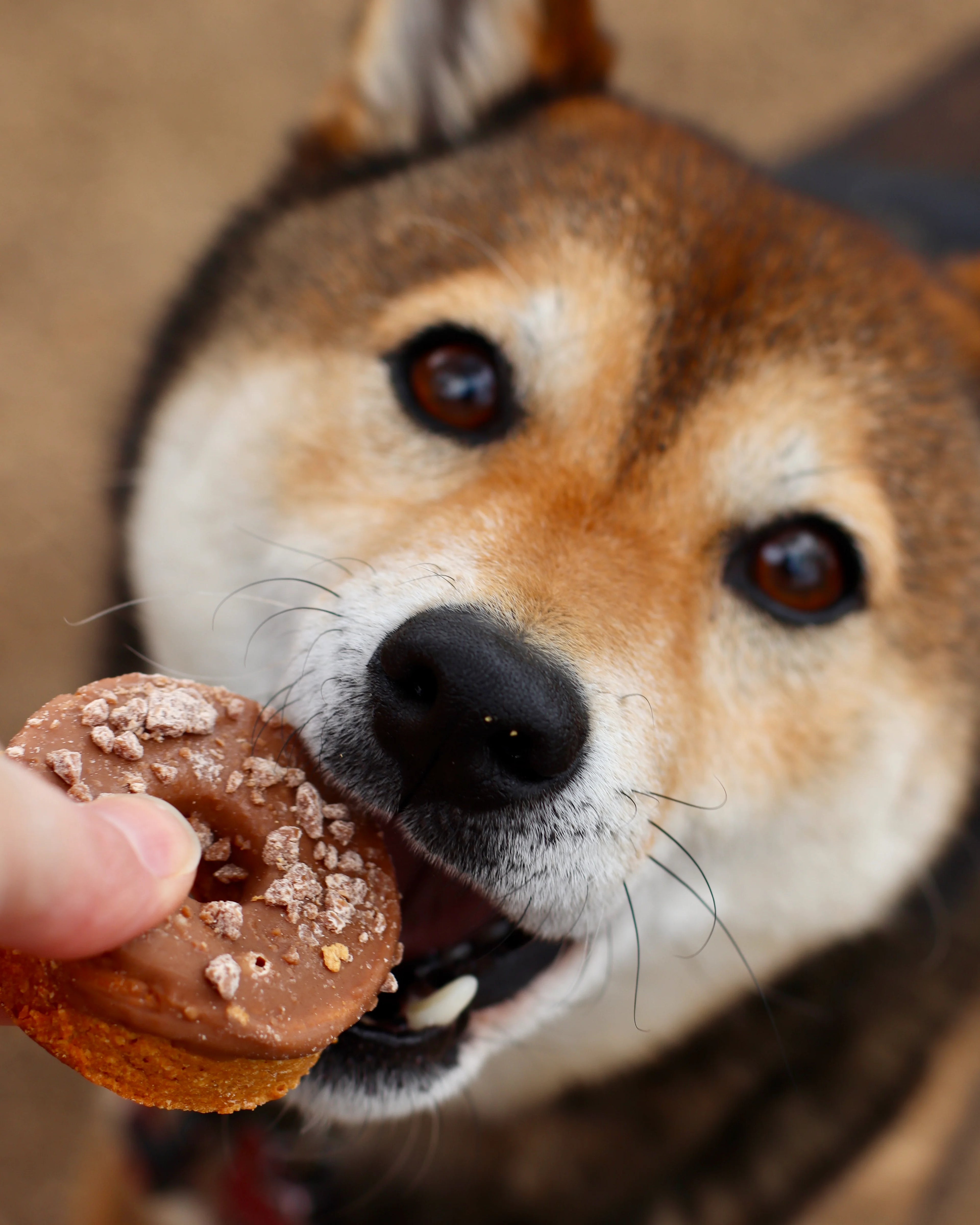 Bark Yeah Dog Treats Carob Donuts