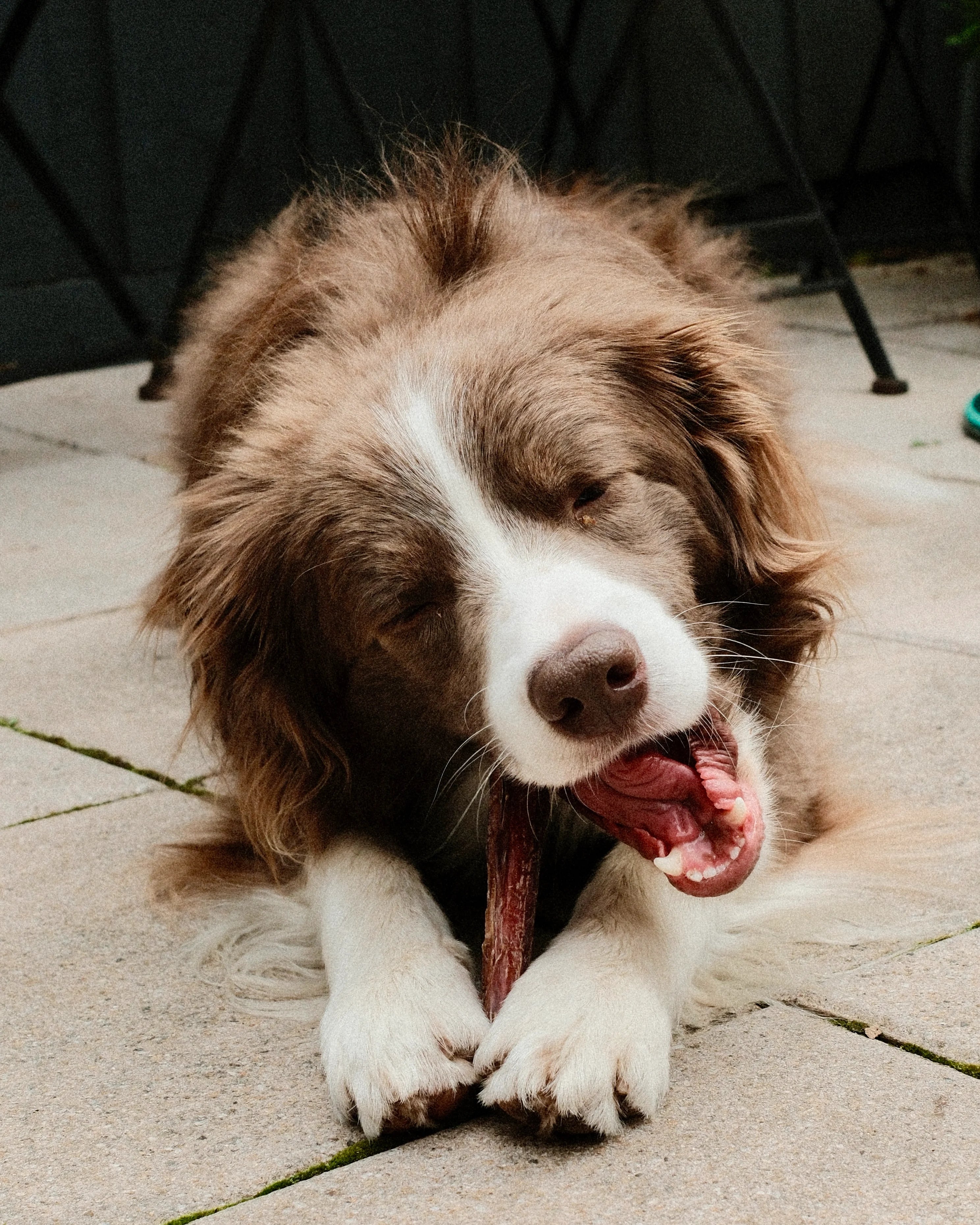 Bark Yeah Dog Treats Chews