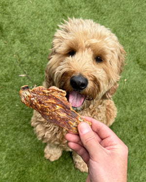 Dog eagerly enjoying Natural Chicken Breast Jerky Dog Chews on green grass.