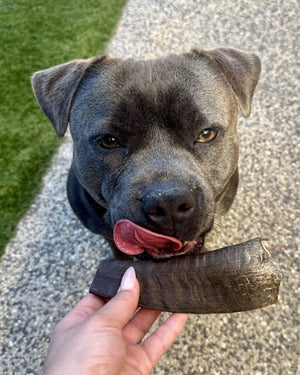 Dog chewing a tough natural goat horn dog chew with a happy expression.
