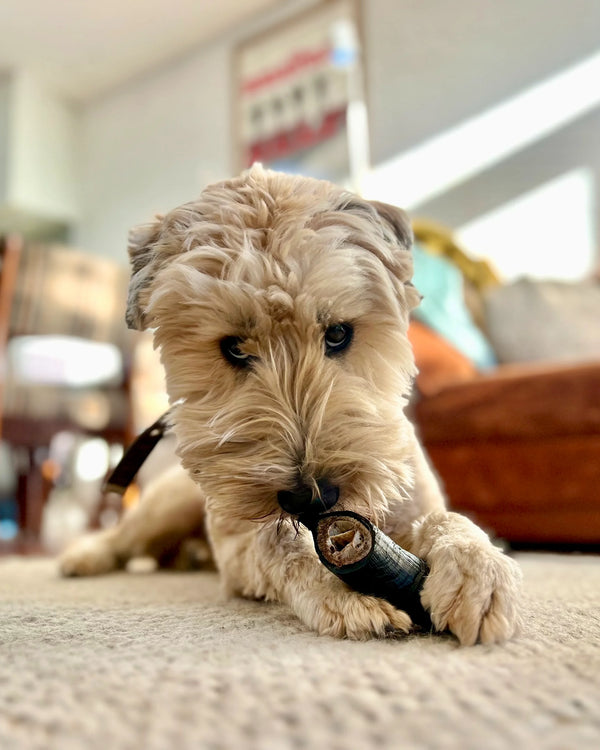 Bark Yeah Dog Treats Goat Horns