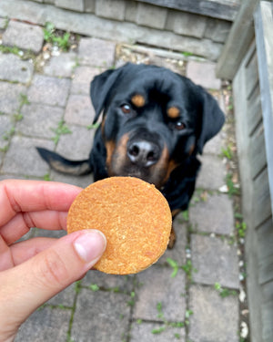 Natural healthy gut dog biscuits held in hand with a Rottweiler dog looking on eagerly.