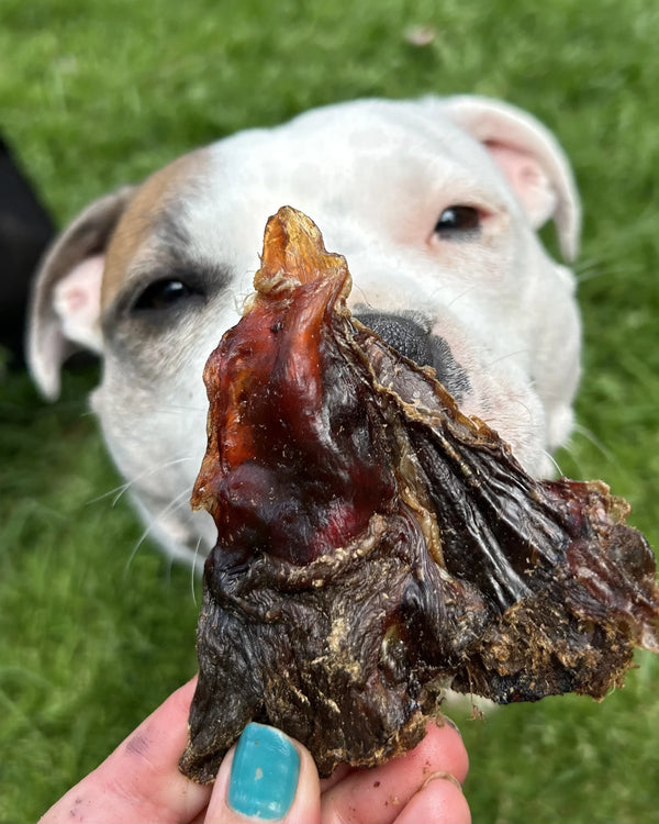 Natural kangaroo tendon dog chews held in front of a dog, showcasing a chewy, healthy treat for dogs.