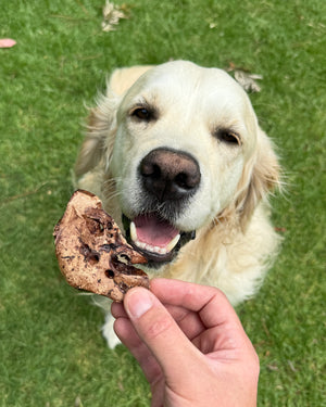 Happy golden retriever eagerly anticipating a bite of natural lamb lung crisp dog treats.