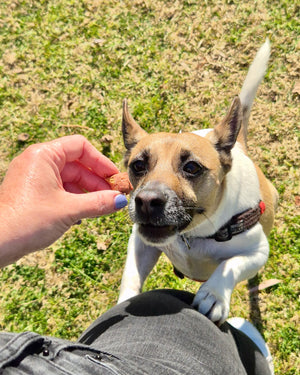 A dog eagerly reaching for Natural Salmon Bite Dog Treats held by a person outdoors.