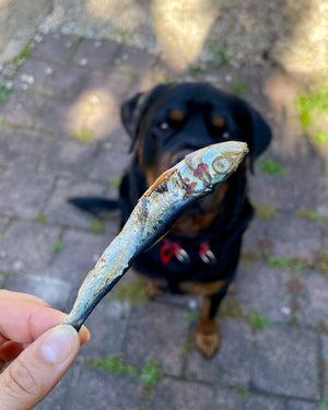 Natural whole sardine dog treats held in hand with a Rottweiler in the background.