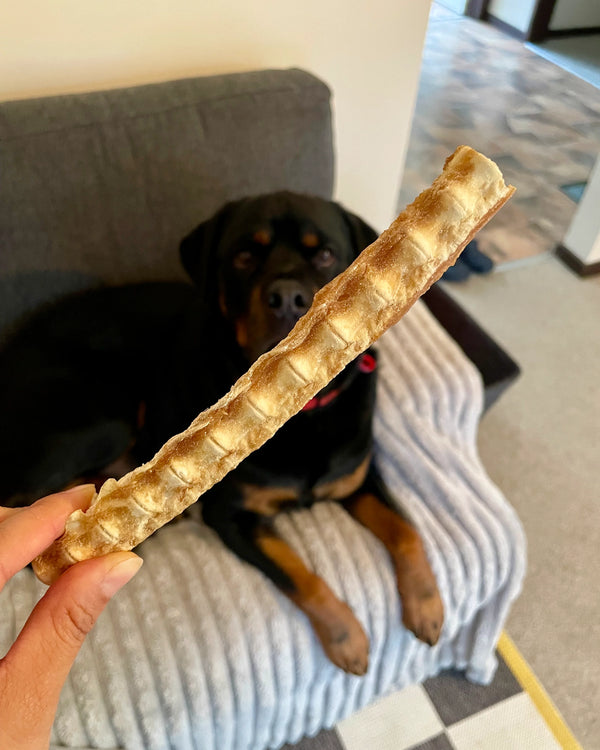 Natural shark cartilage dog chews held in hand with a dog in the background, promoting joint health and shiny coat.
