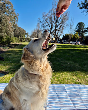Natural Yoghurt Drop Dog Treats being offered to a excited golden retriever outdoors.