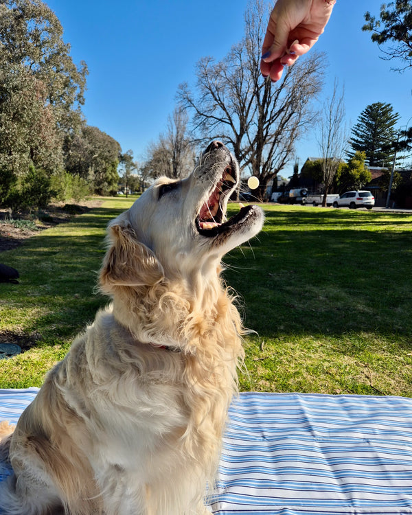 Natural Yoghurt Drop Dog Treats being offered to a excited golden retriever outdoors.