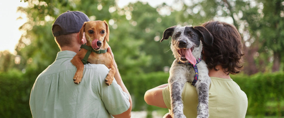 Bark Yeah dog treats made in Australia desktop banner