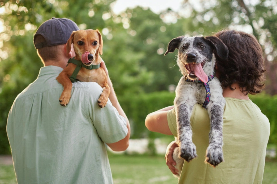 Bark Yeah dog treats made in Australia mobile banner