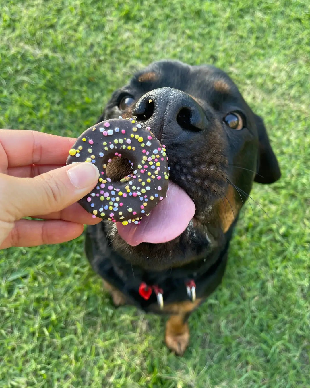 bark yeah natural carob donut dog treats photo