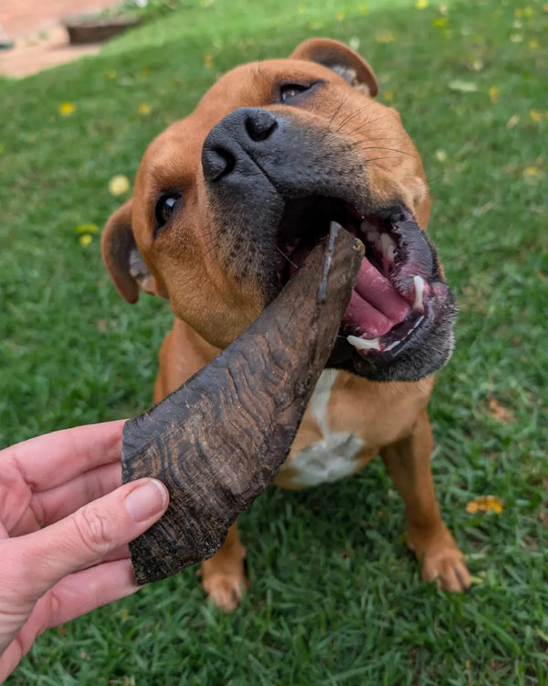 Natural Goat Horn Dog Chews