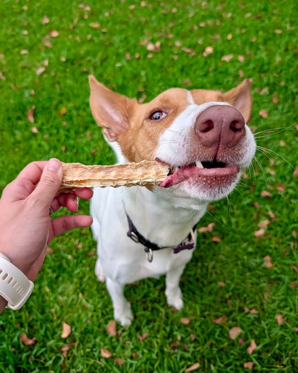 bark yeah natural shark cartilage dog chews thinner photo