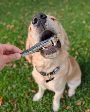 bark yeah natural whole sardine dog treats photo