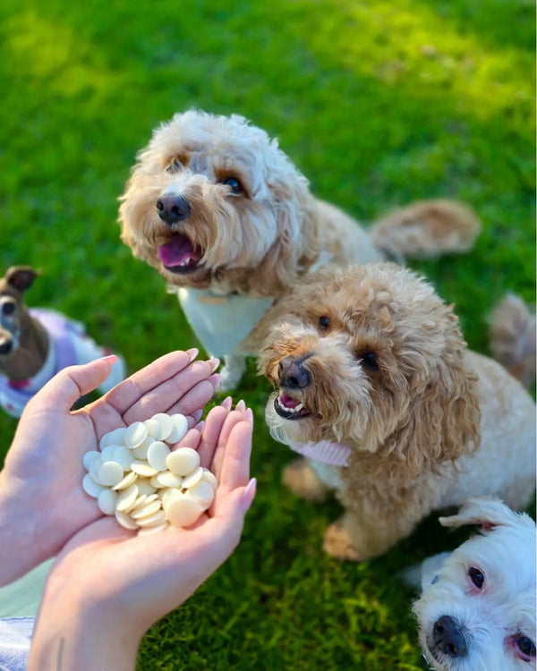 Natural Yoghurt Drop Training Treats for Dogs