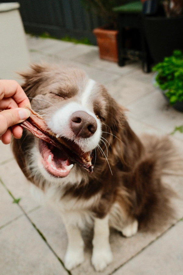 BULLY BITES