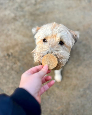 HEALTHY GUT BISCUITS